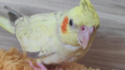 Como Criar Apresentações Profissionais com Pandoc e Beamer featured image