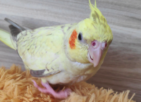 Descrição da Imagem